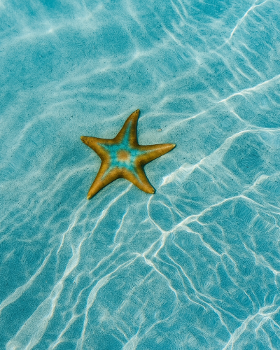 Zanzibar - starfish Luxury Coastal Villas